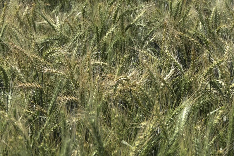Breng uw tuin nieuw leven in:22 bodemverbeteringstechnieken voor een bloeiende achtertuin 