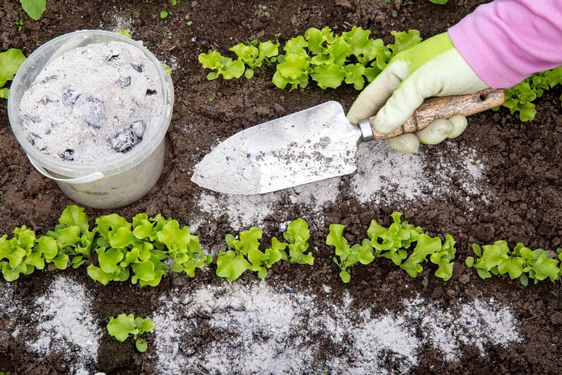 Breng uw tuin nieuw leven in:22 bodemverbeteringstechnieken voor een bloeiende achtertuin 