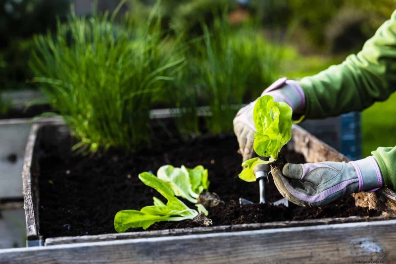 Breng uw tuin nieuw leven in:22 bodemverbeteringstechnieken voor een bloeiende achtertuin 