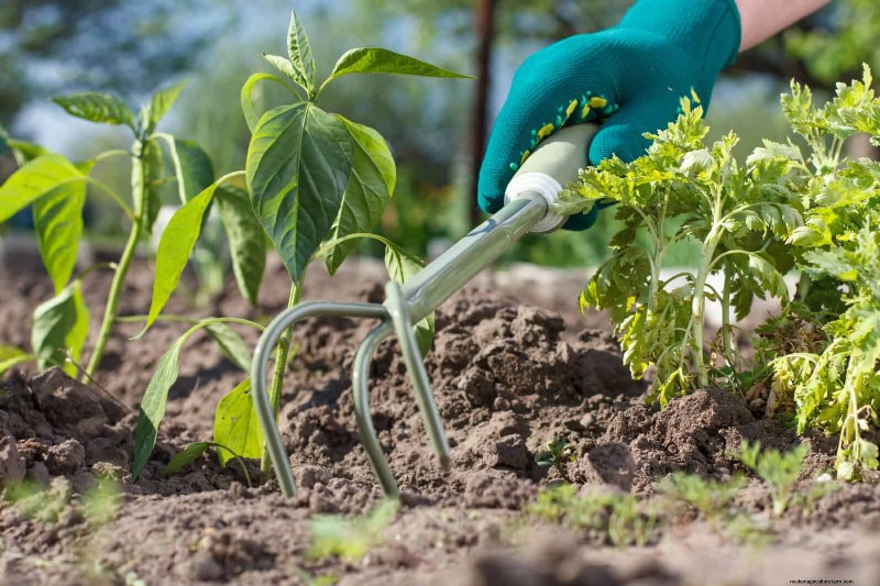 Breng uw tuin nieuw leven in:22 bodemverbeteringstechnieken voor een bloeiende achtertuin 
