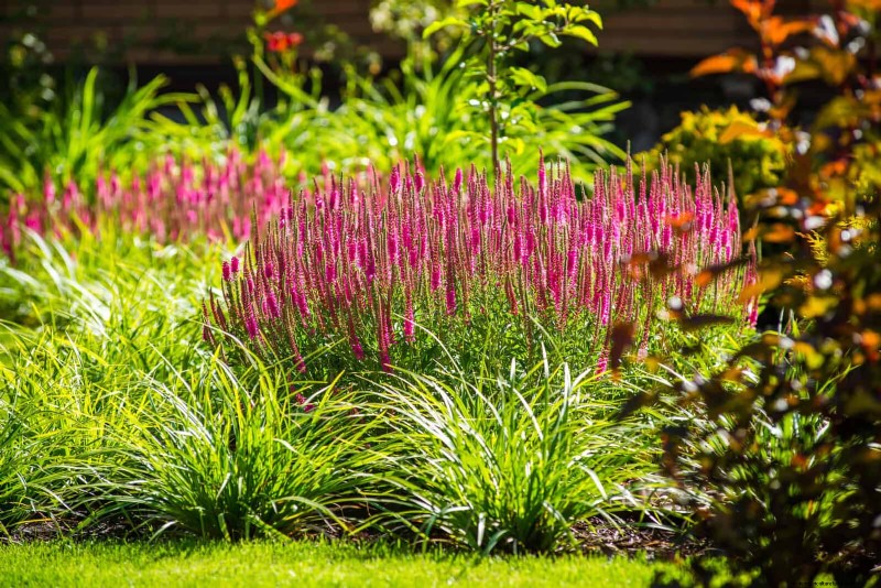 Breng uw tuin nieuw leven in:22 bodemverbeteringstechnieken voor een bloeiende achtertuin 