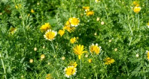 Piante resistenti alla siccità e a bassa manutenzione per terreni poveri 