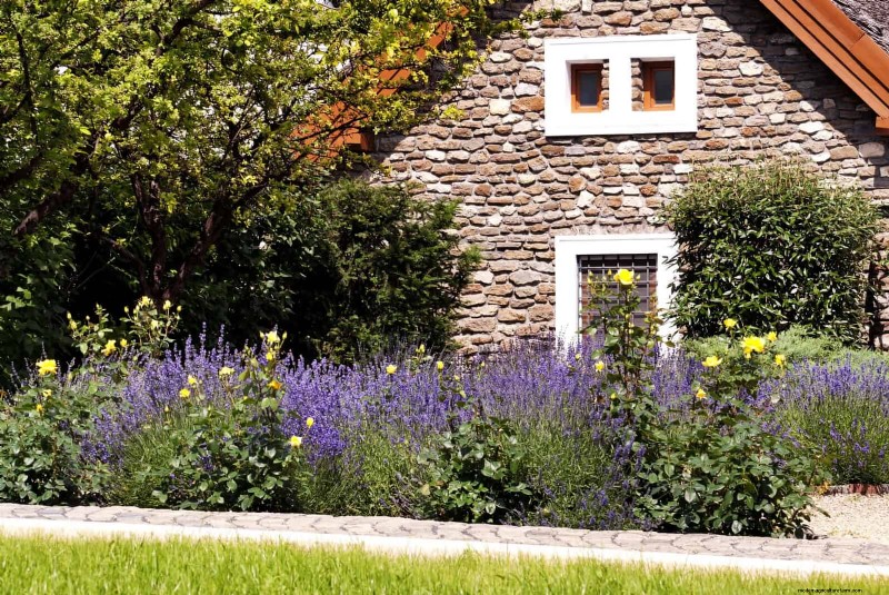 Pflegeleichte Randpflanzen:25 schöne Möglichkeiten für mühelose Gartenbeete 