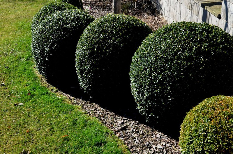 Pflegeleichte Randpflanzen:25 schöne Möglichkeiten für mühelose Gartenbeete 