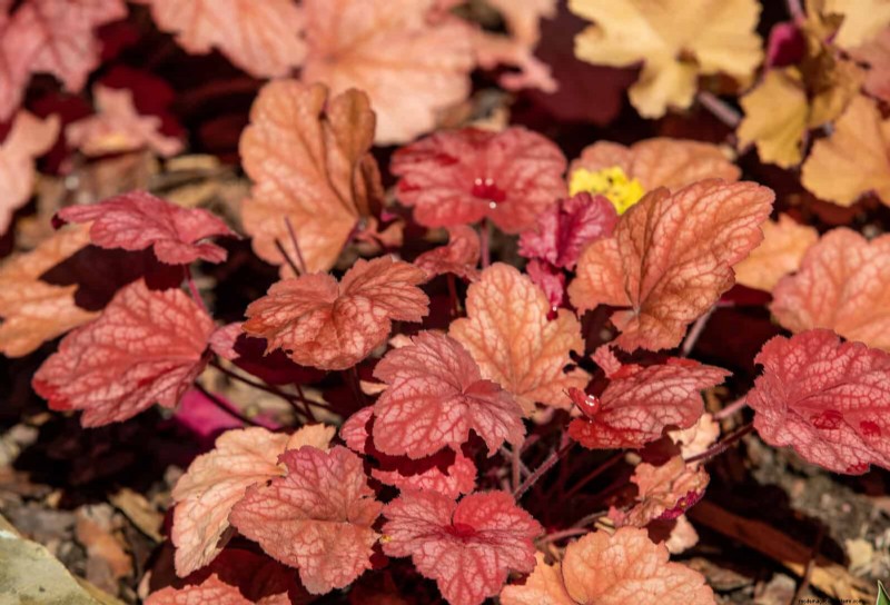 Pflegeleichte Randpflanzen:25 schöne Möglichkeiten für mühelose Gartenbeete 