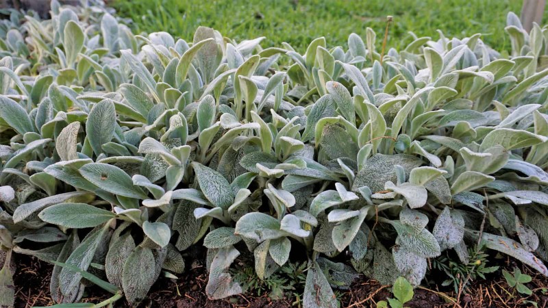Pflegeleichte Randpflanzen:25 schöne Möglichkeiten für mühelose Gartenbeete 