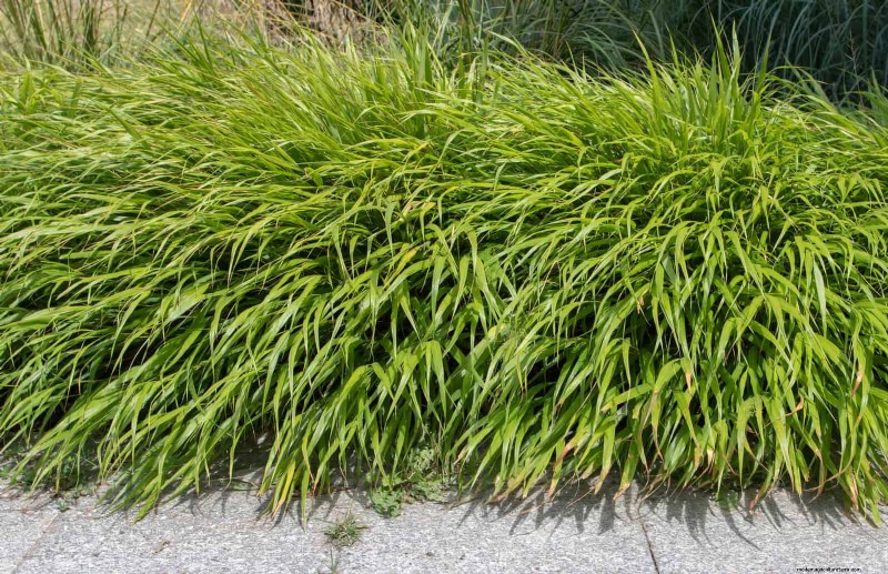 Pflegeleichte Randpflanzen:25 schöne Möglichkeiten für mühelose Gartenbeete 