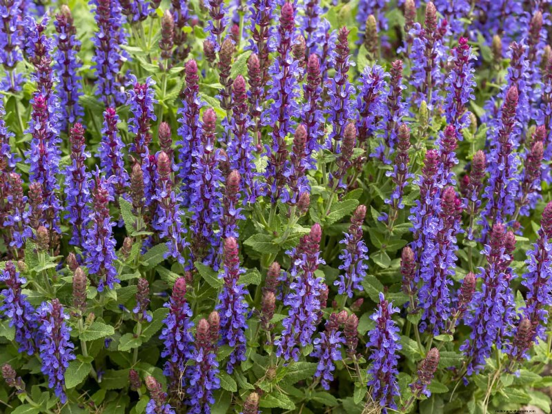 Pflegeleichte Randpflanzen:25 schöne Möglichkeiten für mühelose Gartenbeete 