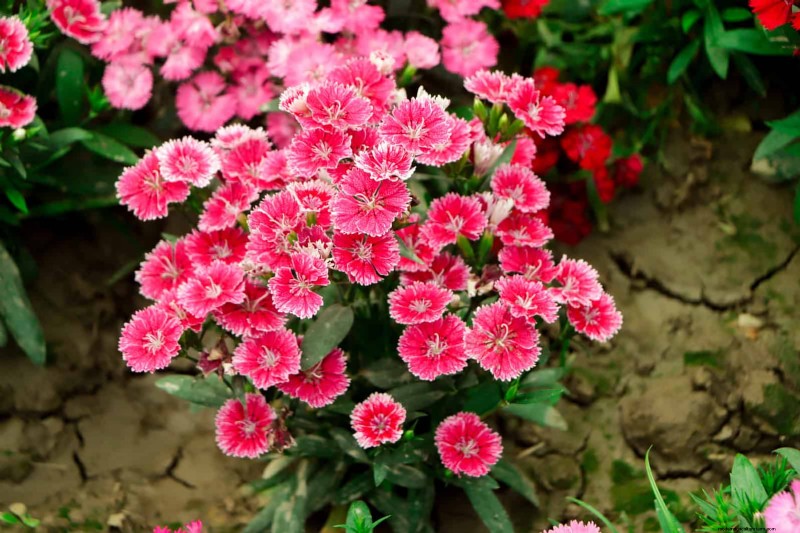 Pflegeleichte Randpflanzen:25 schöne Möglichkeiten für mühelose Gartenbeete 