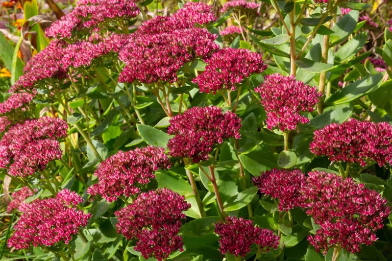 Pflegeleichte Randpflanzen:25 schöne Möglichkeiten für mühelose Gartenbeete 