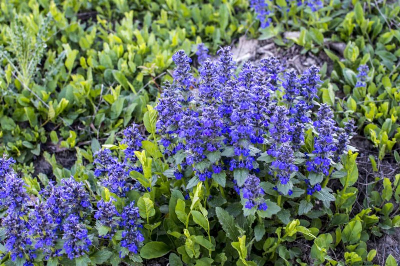Pflegeleichte Randpflanzen:25 schöne Möglichkeiten für mühelose Gartenbeete 