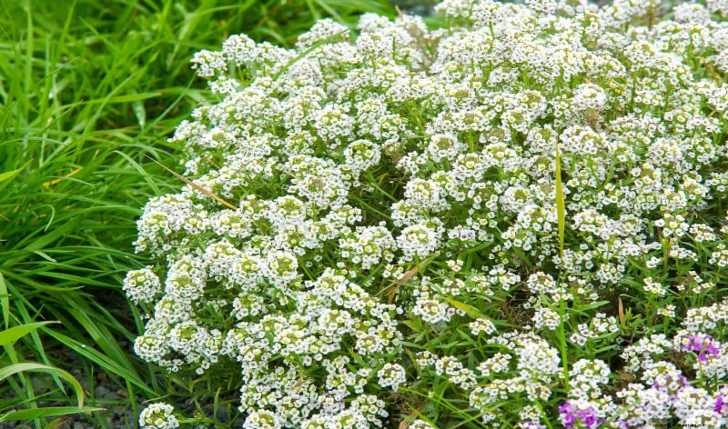 Pflegeleichte Randpflanzen:25 schöne Möglichkeiten für mühelose Gartenbeete 