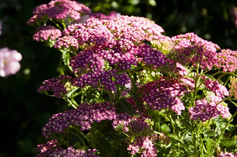 Pflegeleichte Randpflanzen:25 schöne Möglichkeiten für mühelose Gartenbeete 