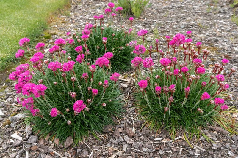Pflegeleichte Randpflanzen:25 schöne Möglichkeiten für mühelose Gartenbeete 