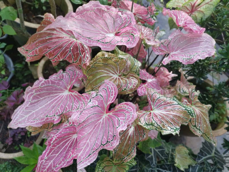 Pflegeleichte Randpflanzen:25 schöne Möglichkeiten für mühelose Gartenbeete 