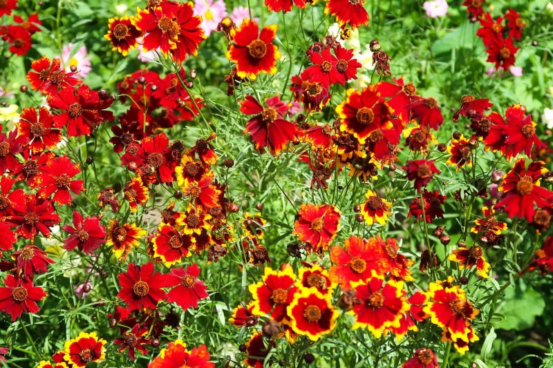 Pflegeleichte Randpflanzen:25 schöne Möglichkeiten für mühelose Gartenbeete 
