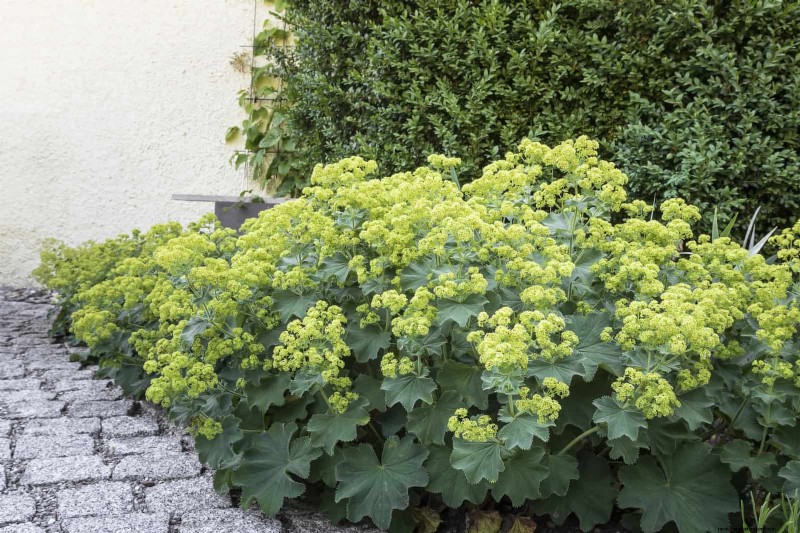 Pflegeleichte Randpflanzen:25 schöne Möglichkeiten für mühelose Gartenbeete 
