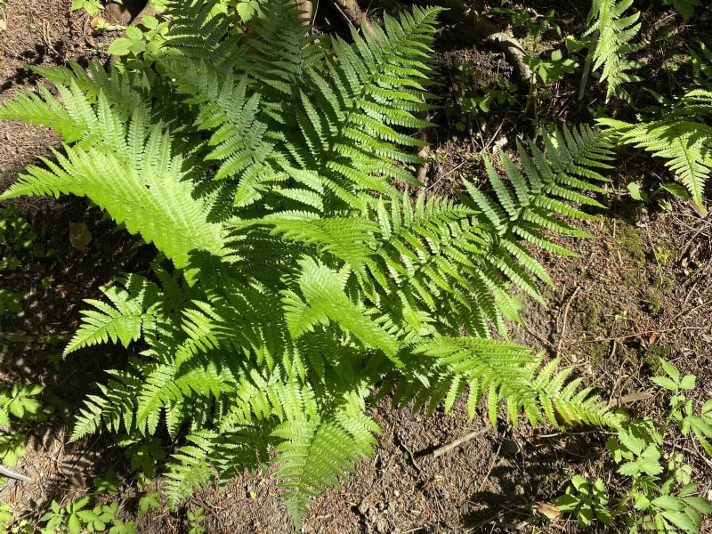 Pflegeleichte Randpflanzen:25 schöne Möglichkeiten für mühelose Gartenbeete 