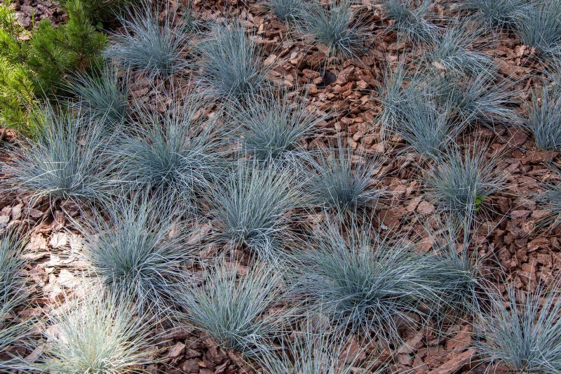 Pflegeleichte Randpflanzen:25 schöne Möglichkeiten für mühelose Gartenbeete 