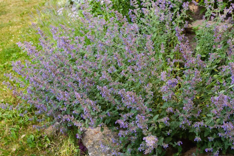 Pflegeleichte Randpflanzen:25 schöne Möglichkeiten für mühelose Gartenbeete 