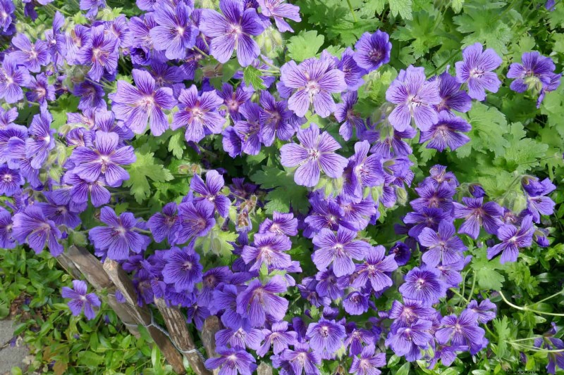 Pflegeleichte Randpflanzen:25 schöne Möglichkeiten für mühelose Gartenbeete 