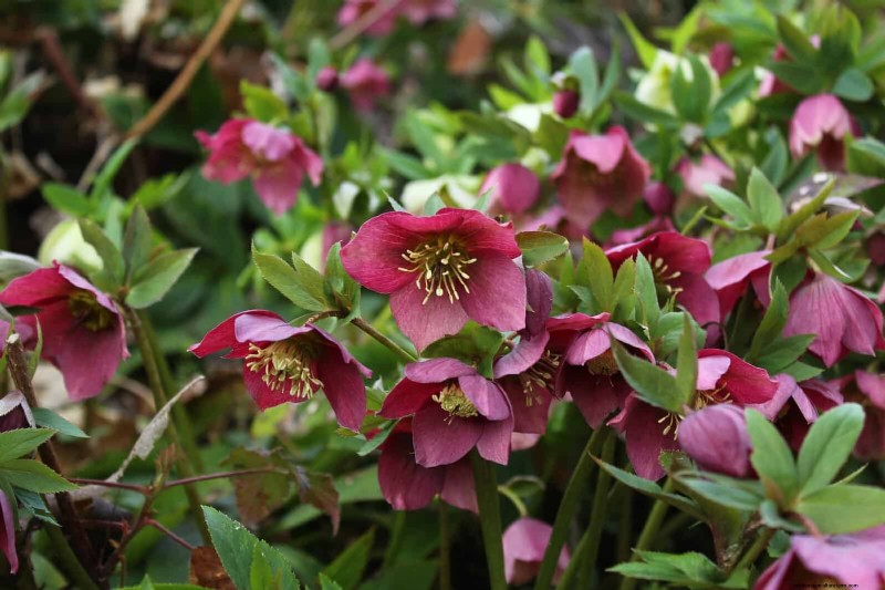 Pflegeleichte Randpflanzen:25 schöne Möglichkeiten für mühelose Gartenbeete 