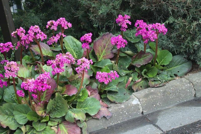 Pflegeleichte Randpflanzen:25 schöne Möglichkeiten für mühelose Gartenbeete 
