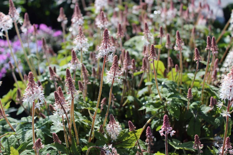 Pflegeleichte Randpflanzen:25 schöne Möglichkeiten für mühelose Gartenbeete 