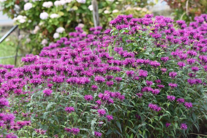 Pflegeleichte Randpflanzen:25 schöne Möglichkeiten für mühelose Gartenbeete 