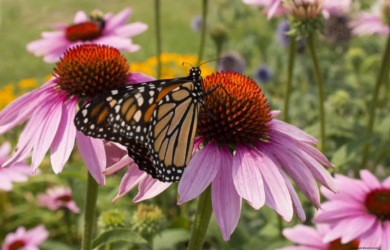 Trek bestuivers aan:23 inheemse planten voor een bloeiend ecosysteem in de achtertuin 