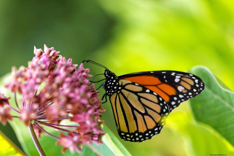 Trek bestuivers aan:23 inheemse planten voor een bloeiend ecosysteem in de achtertuin 