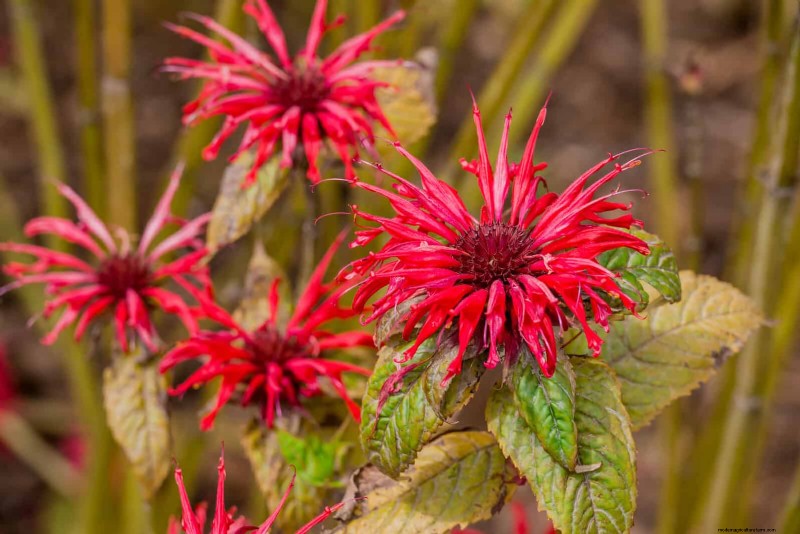 Trek bestuivers aan:23 inheemse planten voor een bloeiend ecosysteem in de achtertuin 