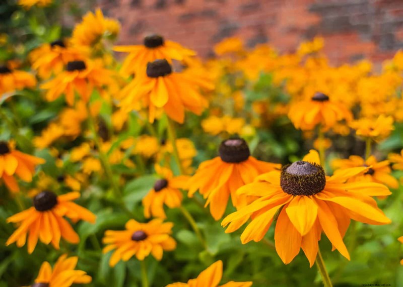 Trek bestuivers aan:23 inheemse planten voor een bloeiend ecosysteem in de achtertuin 