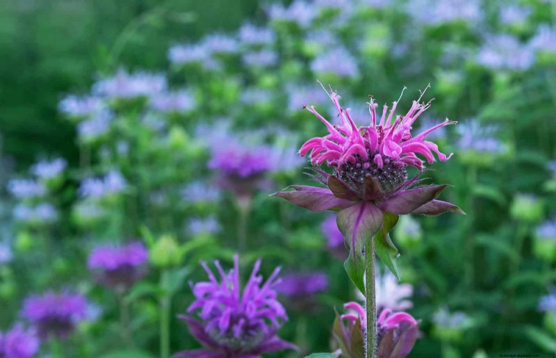 Trek bestuivers aan:23 inheemse planten voor een bloeiend ecosysteem in de achtertuin 