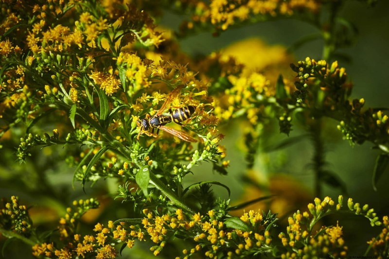 Trek bestuivers aan:23 inheemse planten voor een bloeiend ecosysteem in de achtertuin 
