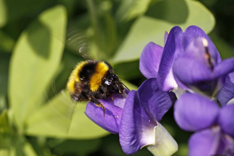 Trek bestuivers aan:23 inheemse planten voor een bloeiend ecosysteem in de achtertuin 