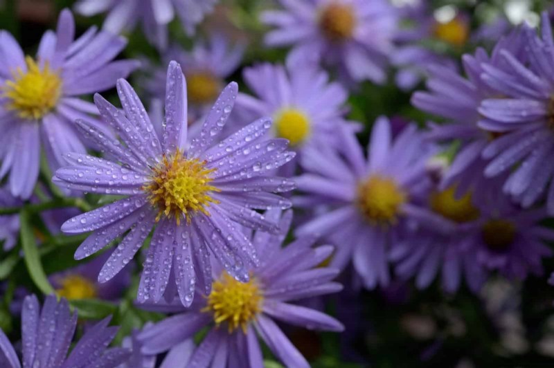 Trek bestuivers aan:23 inheemse planten voor een bloeiend ecosysteem in de achtertuin 