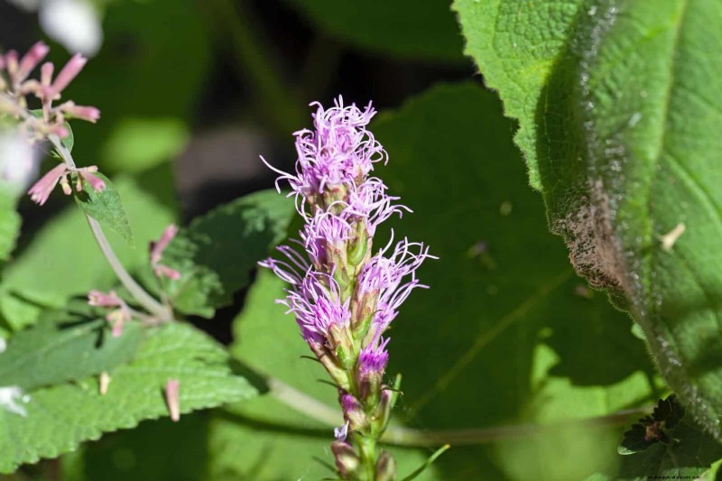 Trek bestuivers aan:23 inheemse planten voor een bloeiend ecosysteem in de achtertuin 