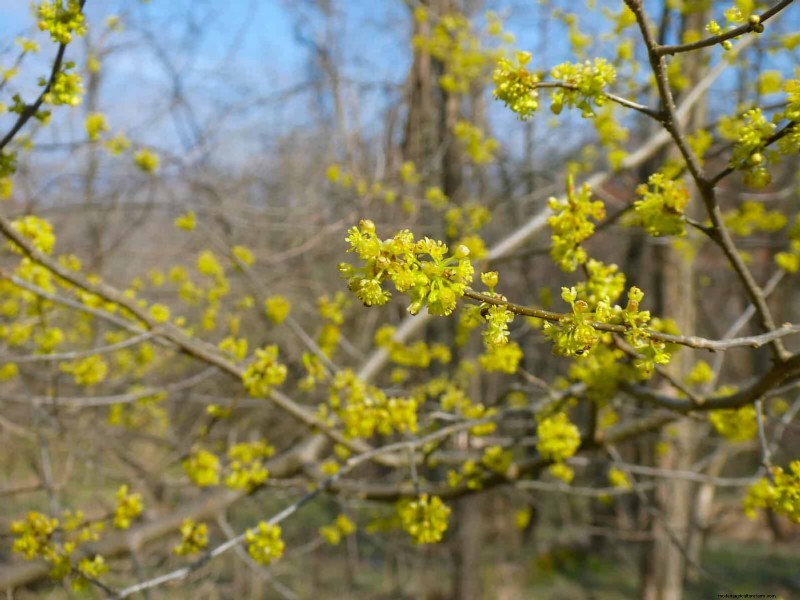 Trek bestuivers aan:23 inheemse planten voor een bloeiend ecosysteem in de achtertuin 