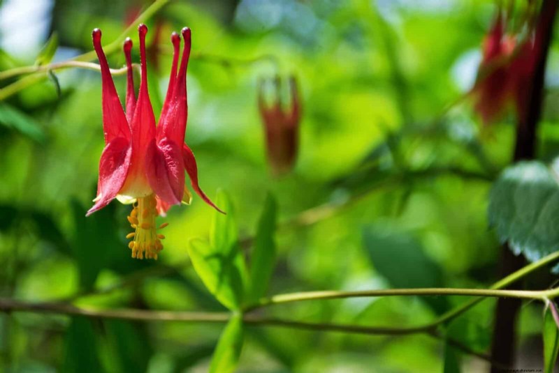 Trek bestuivers aan:23 inheemse planten voor een bloeiend ecosysteem in de achtertuin 