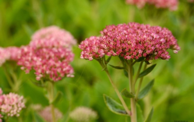 Trek bestuivers aan:23 inheemse planten voor een bloeiend ecosysteem in de achtertuin 