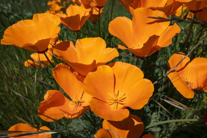 Trek bestuivers aan:23 inheemse planten voor een bloeiend ecosysteem in de achtertuin 