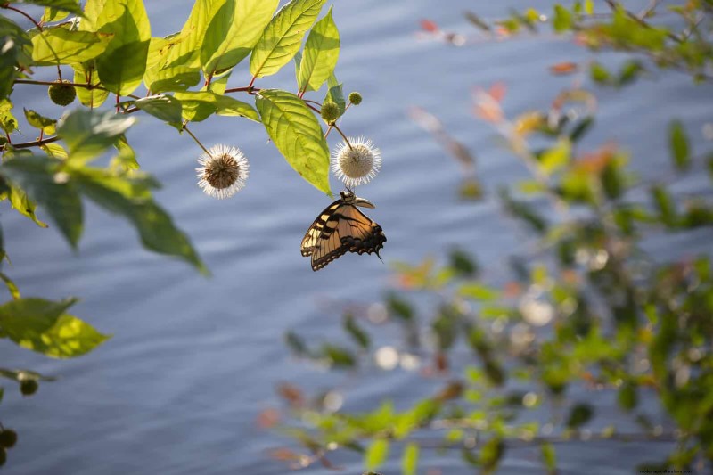 Trek bestuivers aan:23 inheemse planten voor een bloeiend ecosysteem in de achtertuin 