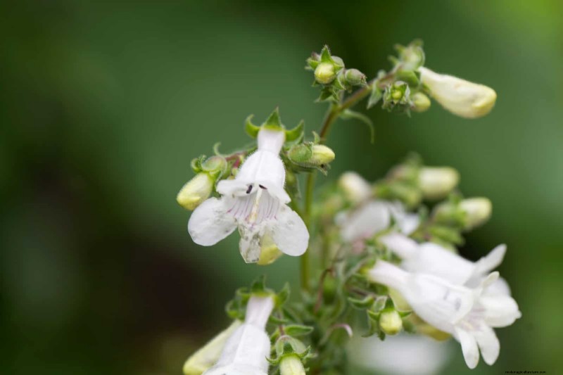 Trek bestuivers aan:23 inheemse planten voor een bloeiend ecosysteem in de achtertuin 