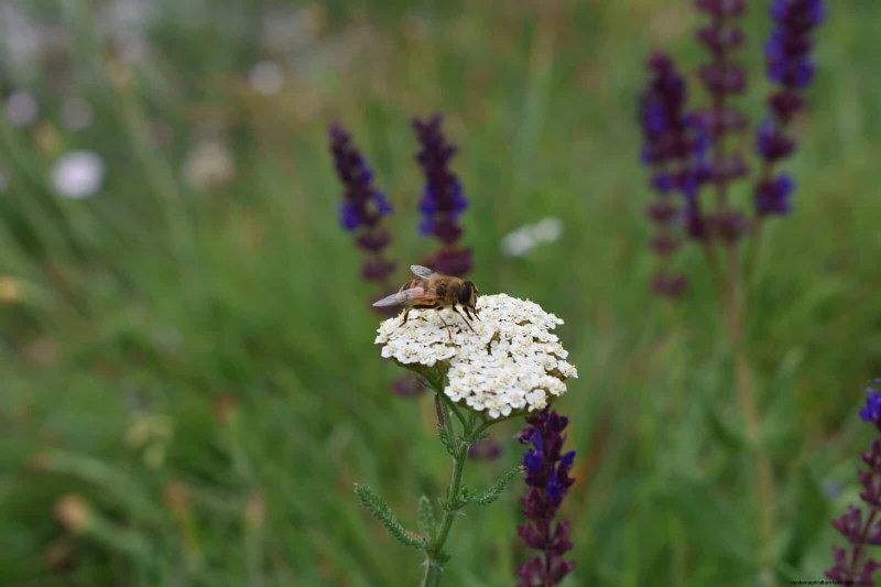 Trek bestuivers aan:23 inheemse planten voor een bloeiend ecosysteem in de achtertuin 