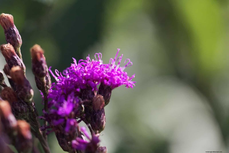 Trek bestuivers aan:23 inheemse planten voor een bloeiend ecosysteem in de achtertuin 