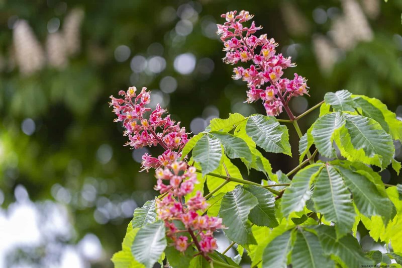 Trek bestuivers aan:23 inheemse planten voor een bloeiend ecosysteem in de achtertuin 