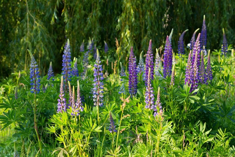 Trek bestuivers aan:23 inheemse planten voor een bloeiend ecosysteem in de achtertuin 
