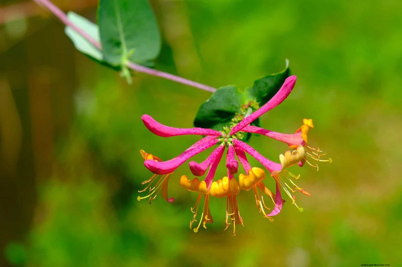 Trek bestuivers aan:23 inheemse planten voor een bloeiend ecosysteem in de achtertuin 