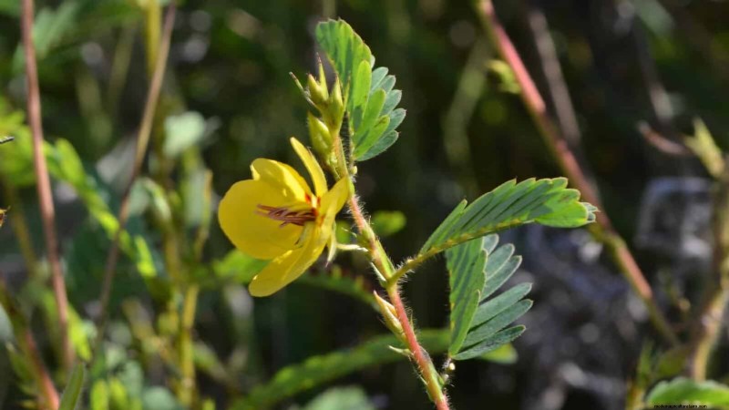 Trek bestuivers aan:23 inheemse planten voor een bloeiend ecosysteem in de achtertuin 